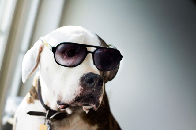 Dog Wearing Frames